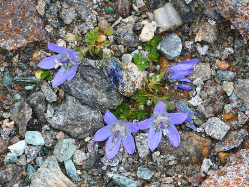 Campanula cenisia